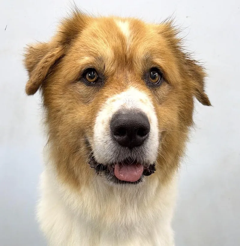 A senior large-sized female Tricolor (Brown, Black, & White) Great Pyrenees dog named Daisy for adoption in Brookshire, TX
