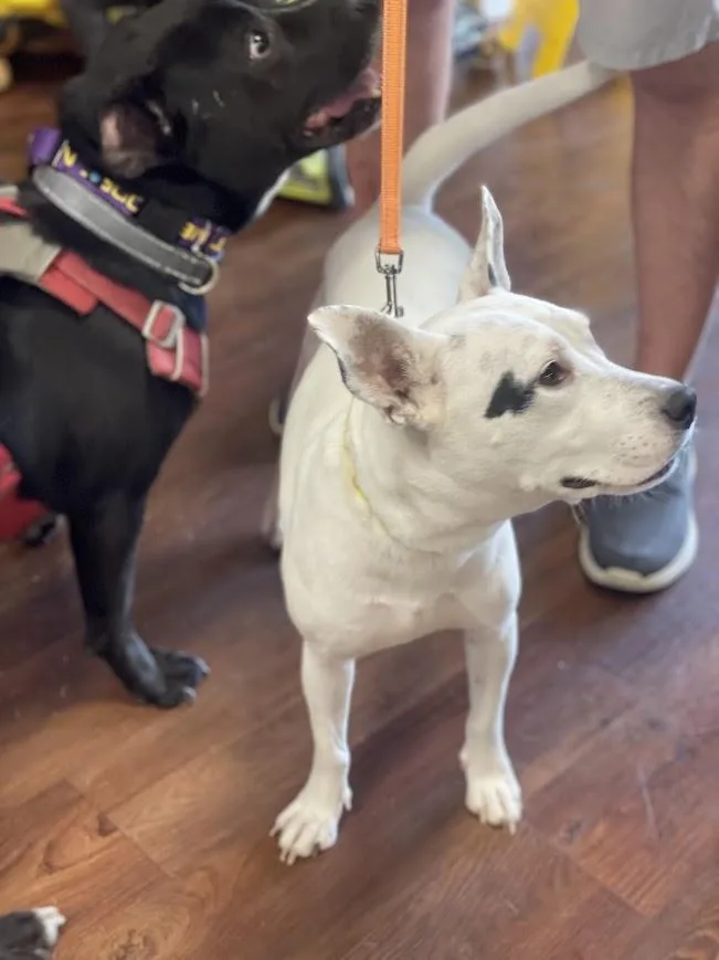 An adult medium-sized female White / Cream Mixed Breed dog named Elayne for adoption in Jackson, MS