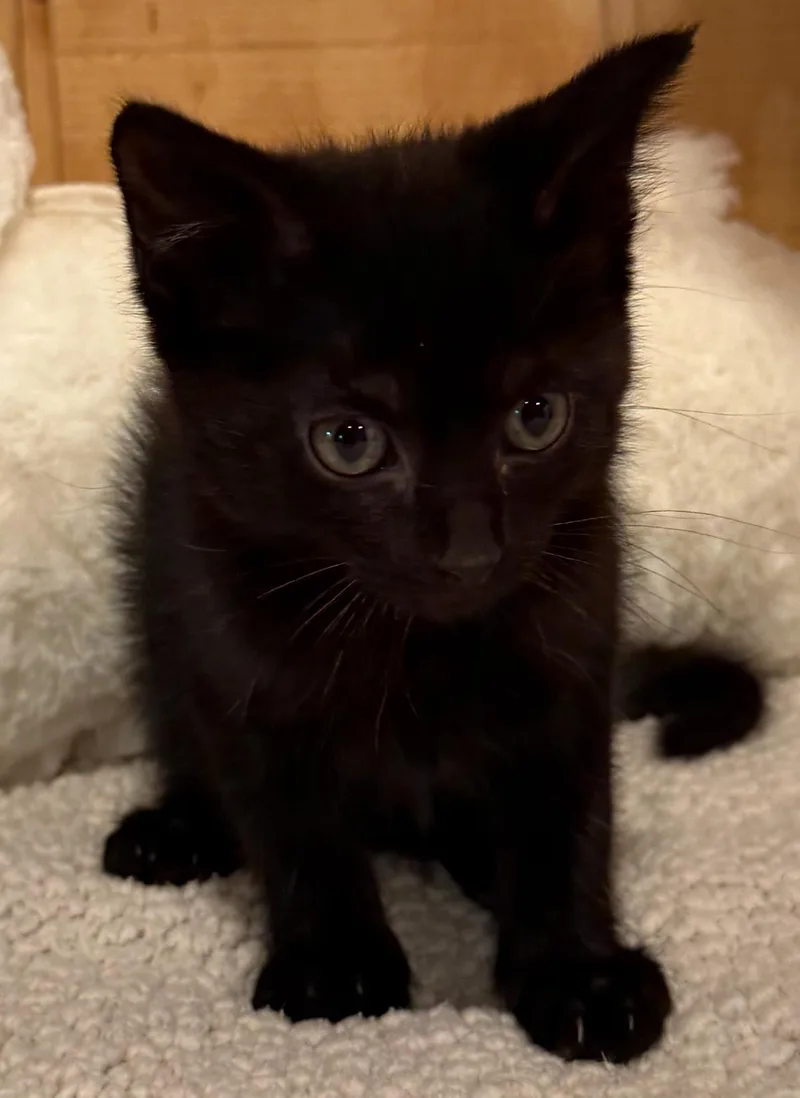 A baby small-sized male Black Domestic Short Hair cat named Nosey for adoption in Cat Spring, TX
