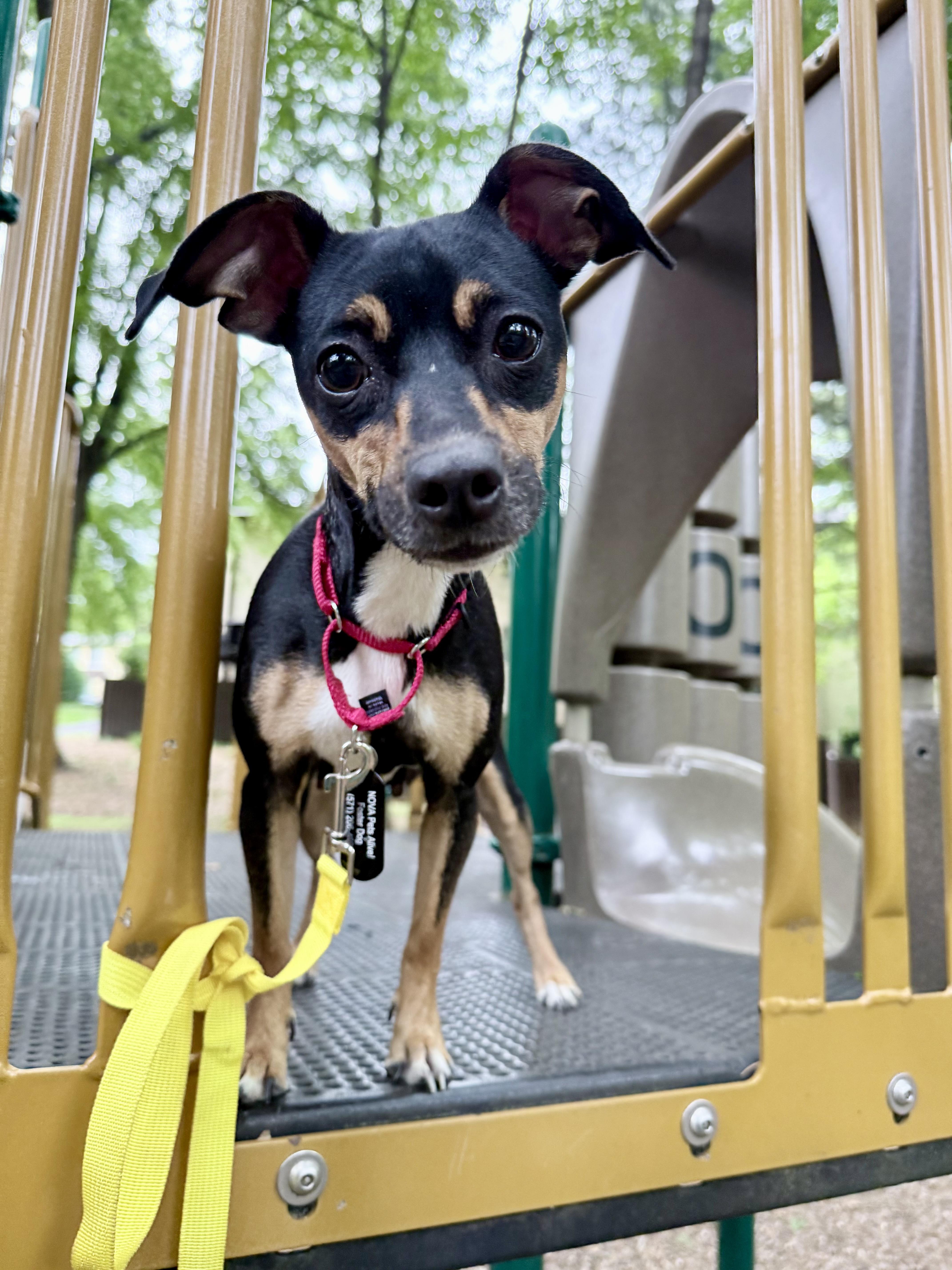 An adult small-sized female Tricolor (Brown, Black, & White) Dachshund dog named Luna for adoption in Fairfax, VA