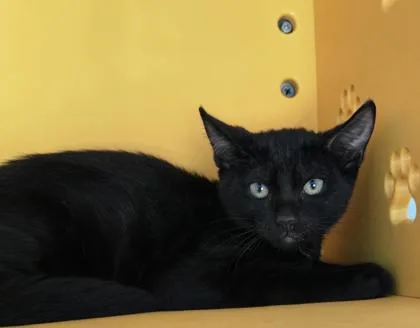 A baby medium-sized male Domestic Short Hair cat named Jerry for adoption in Honolulu, HI