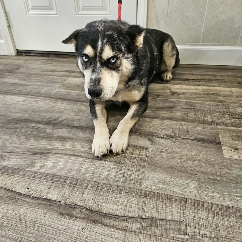 An adult medium-sized male Black Australian Shepherd dog named Waylon for adoption in Hoopeston, IL