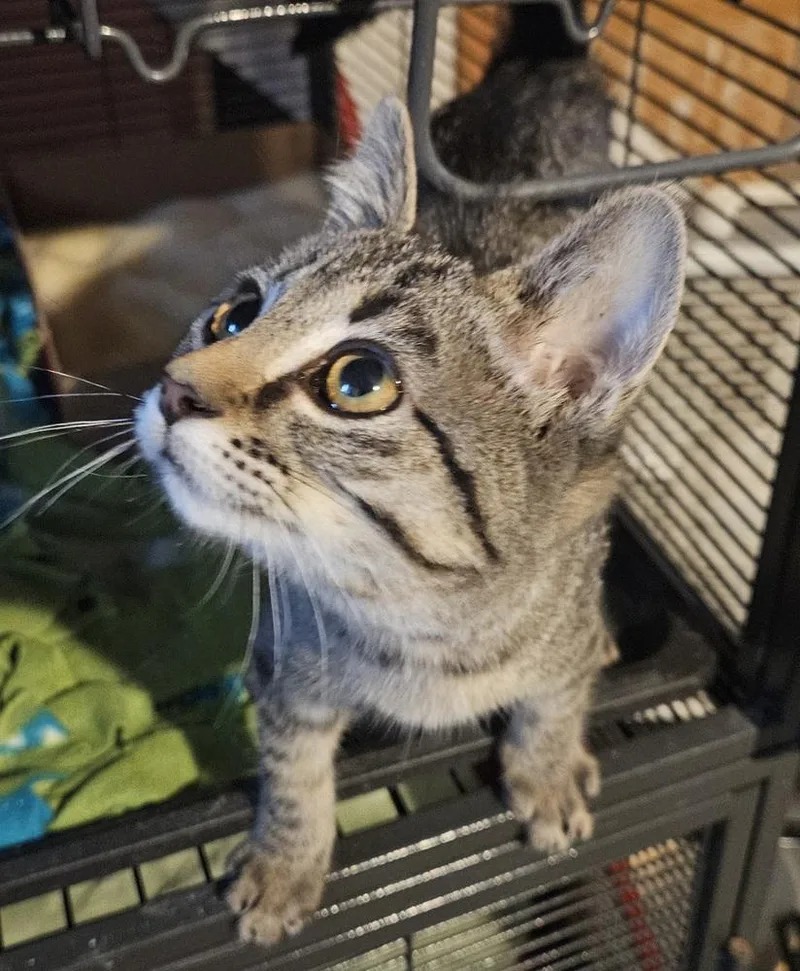 A baby small-sized female Tabby (Brown / Chocolate) Domestic Short Hair cat named Disco Ball for adoption in Lincoln Park, MI