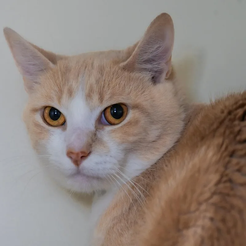 An adult medium-sized male Buff & White Domestic Short Hair cat named Arlo for adoption in Victor, NY