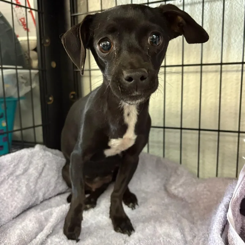 A young small-sized female Black Chihuahua dog named Raven for adoption in Phoenix, AZ