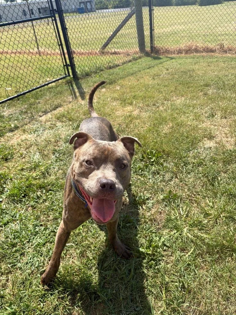 A young medium-sized male Mixed Breed dog named Tater for adoption in Gallatin, TN