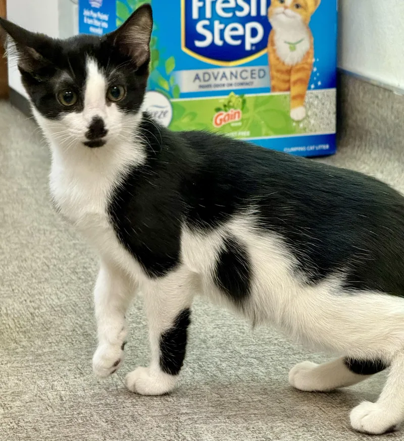 A baby medium-sized female Black & White / Tuxedo Domestic Short Hair cat named Molly for adoption in Pocatello, ID