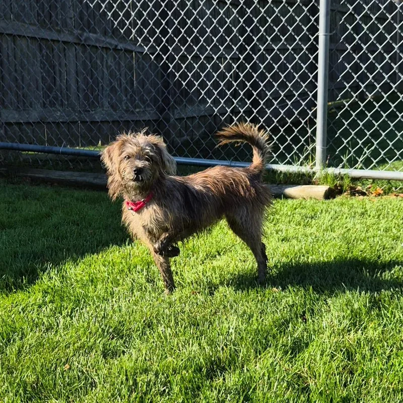 A young small-sized female Brown / Chocolate Schnauzer dog named Lightning for adoption in Woodstock, IL