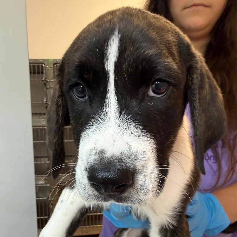 A baby medium-sized male Plott Hound dog named Zac for adoption in Cumming, GA