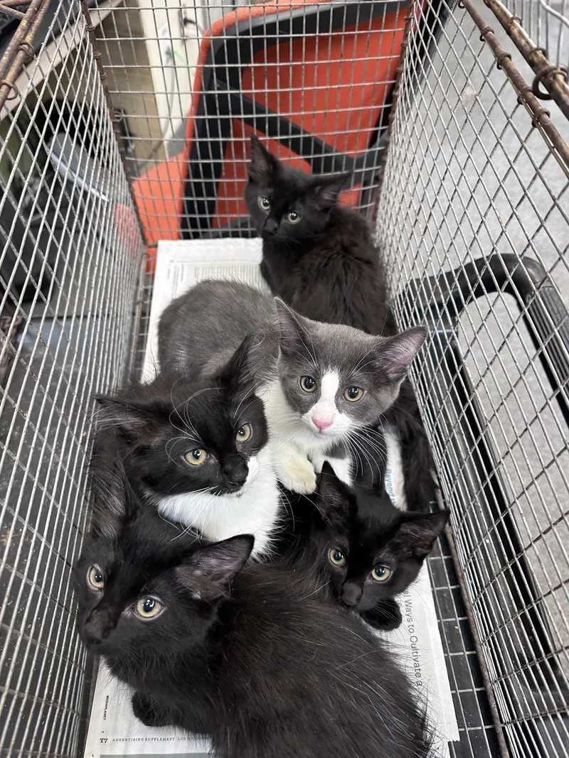 A baby small-sized female Domestic Short Hair cat named Clam for adoption in Los Angeles, CA