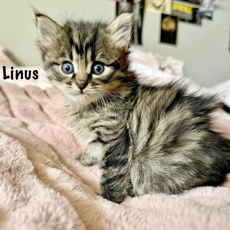 A baby small-sized male Brown / Chocolate Domestic Short Hair cat named Linus for adoption in Pleasant Hill, CA