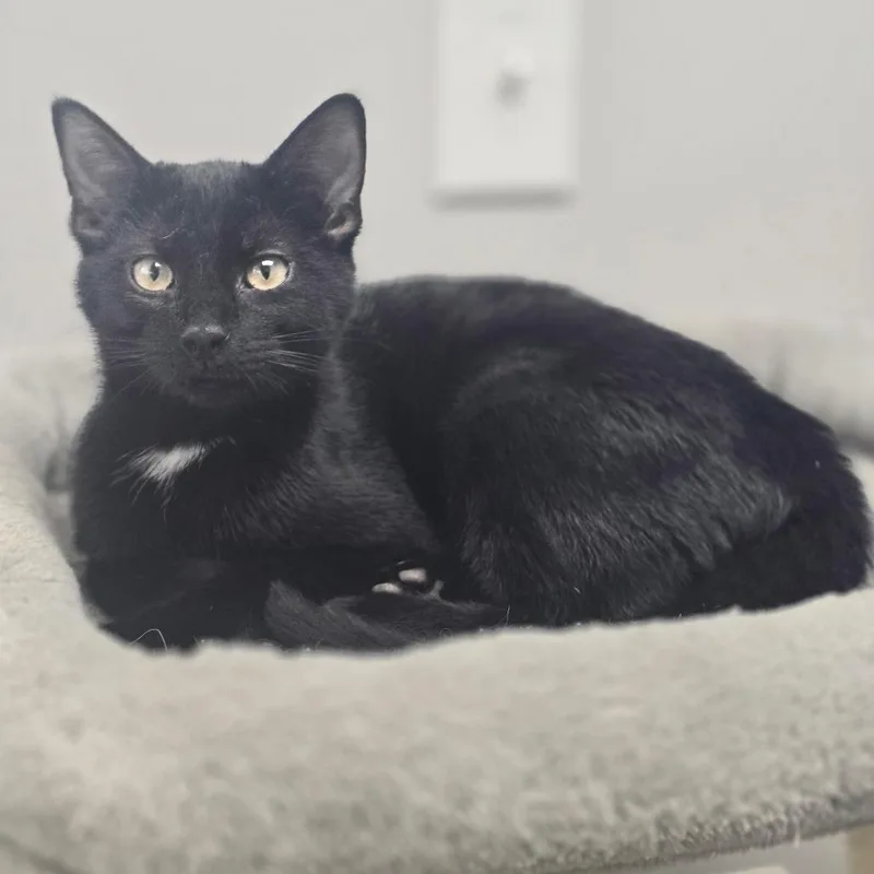 A baby small-sized female Black Domestic Short Hair cat named Cruella for adoption in Huntsville, AL