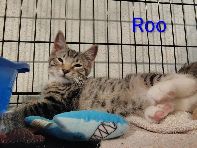 A baby medium-sized male Domestic Short Hair cat named Roo for adoption in Lincoln, CA
