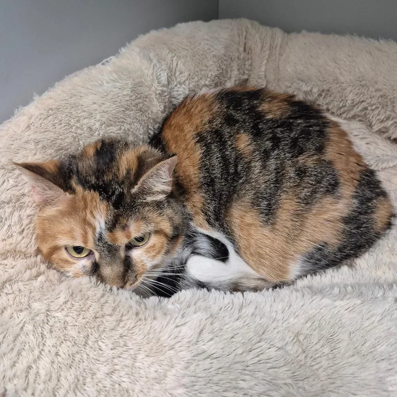 A senior large-sized female Orange / Red Domestic Short Hair cat named Clara for adoption in Kingman, KS