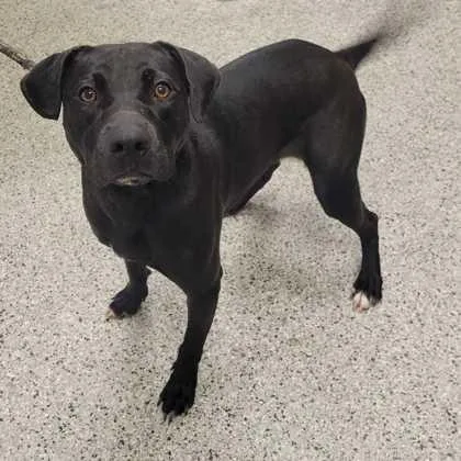 An adult large-sized female Black Mixed Breed dog named Stormi for adoption in Kansas City, MO