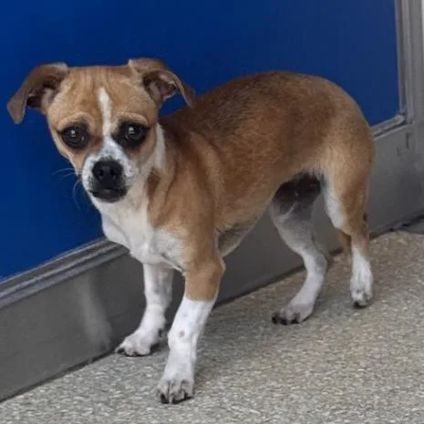 A young small-sized female Brown / Chocolate Chihuahua dog named Filly for adoption in Reno, NV