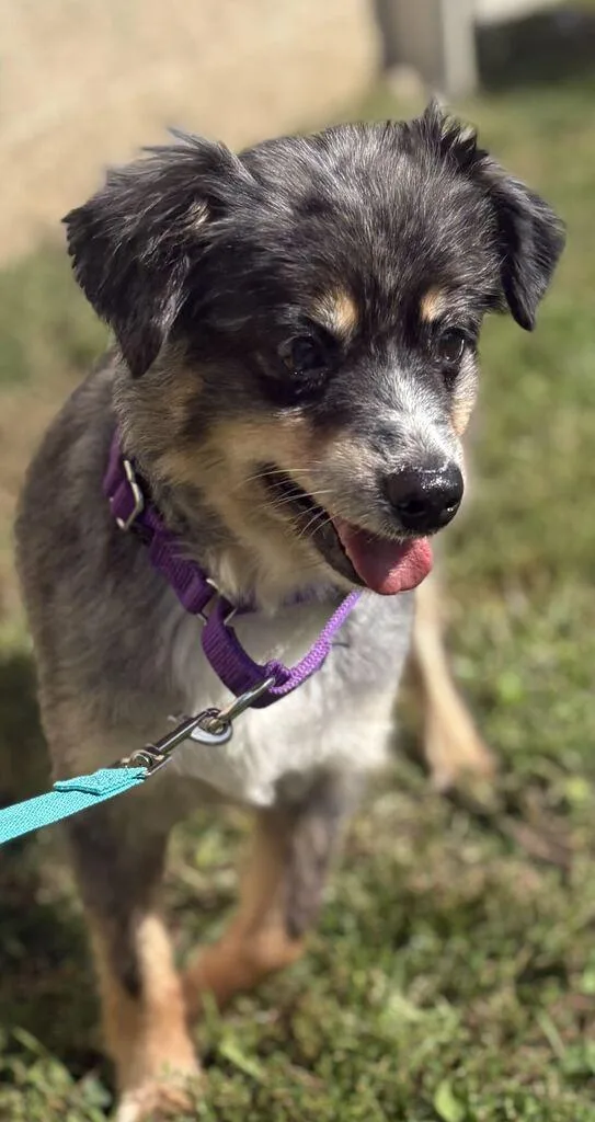 A senior small-sized female Mixed Breed dog named Dottie for adoption in Jackson, MI