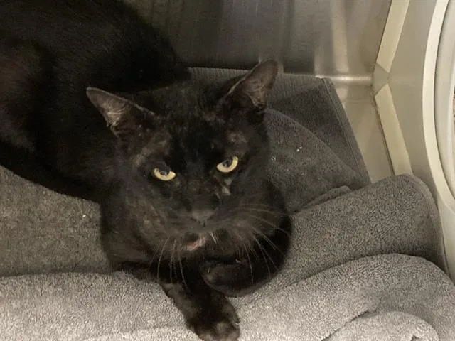 An adult large-sized male Domestic Short Hair cat named Laz for adoption in Tustin, CA