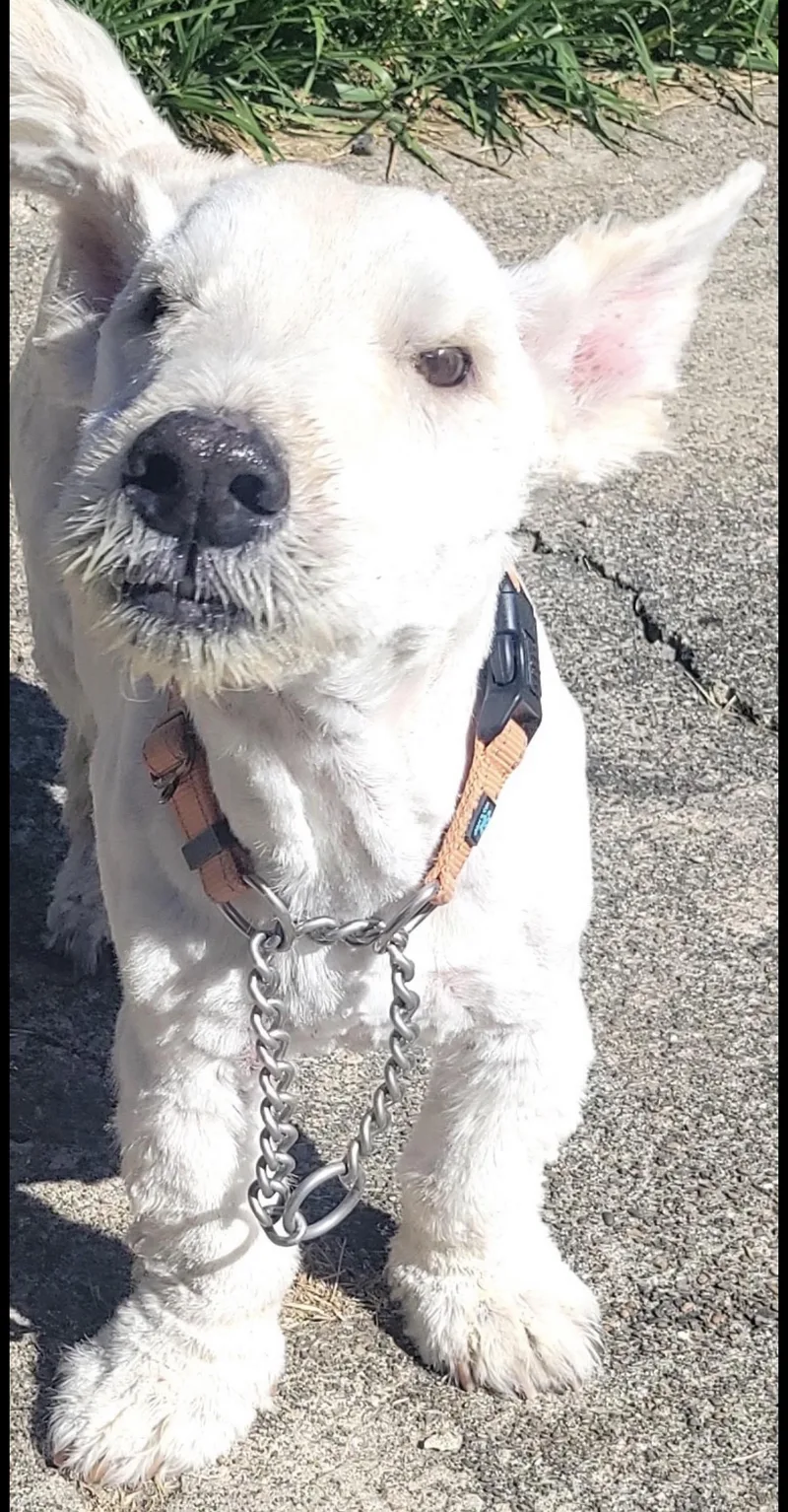 Brody