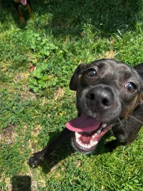 A young small-sized female Black Labrador Retriever dog named Girlie for adoption in Lexington, KY