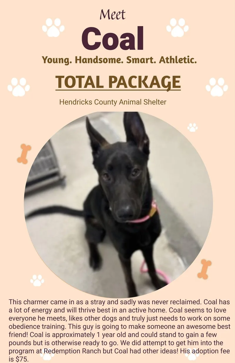 An adult medium-sized male Shepherd dog named Coal for adoption in Danville, IN