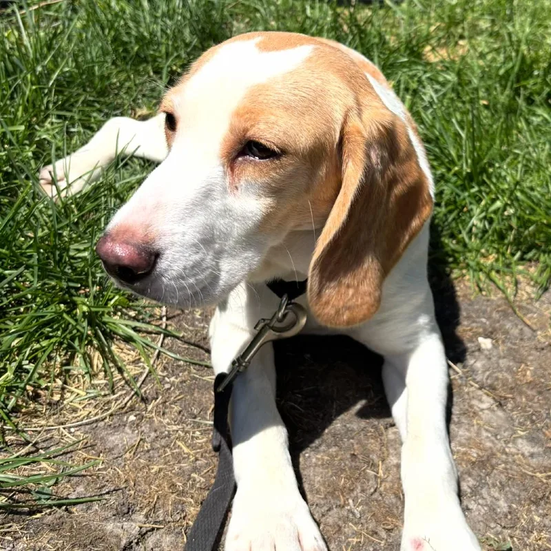 An adult medium-sized female White / Cream Beagle dog named Maya for adoption in Milwaukee, WI