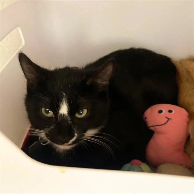A baby small-sized male Domestic Short Hair cat named Choco Taco for adoption in Aurora, CO