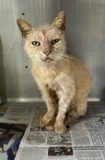 A young small-sized female Domestic Short Hair cat named Iris for adoption in Corpus Christi, TX