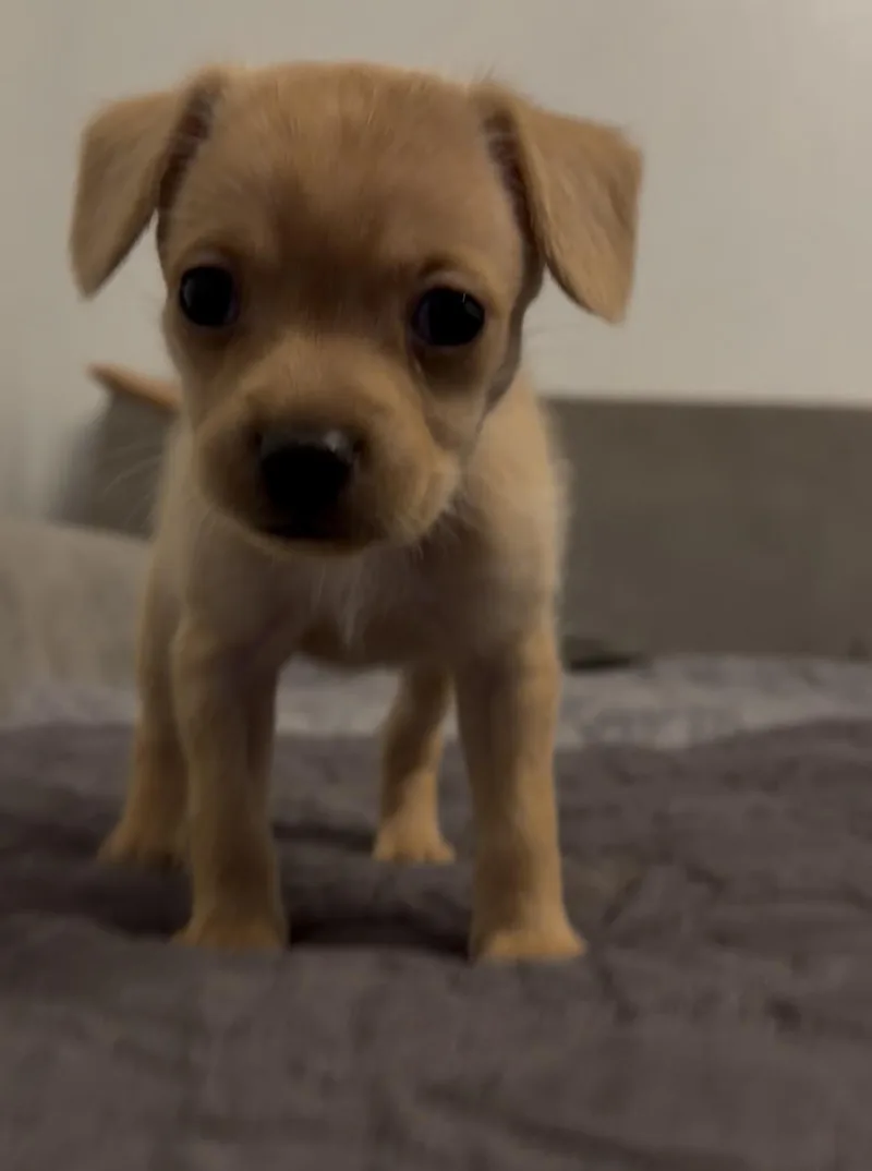 A baby small-sized male Apricot / Beige Terrier dog named Jermaine for adoption in Bakersfield, CA