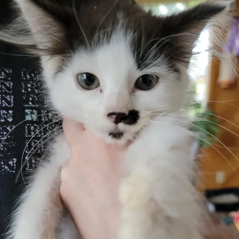 Chibby
