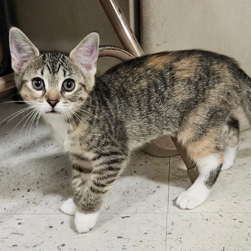 A baby small-sized female Torbie Domestic Short Hair cat named Half Baked for adoption in Wilmington, DE