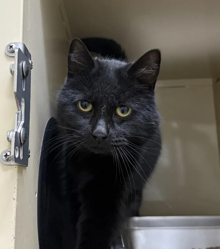 A senior medium-sized female Black Domestic Short Hair cat named Sissy for adoption in Arlington, WA