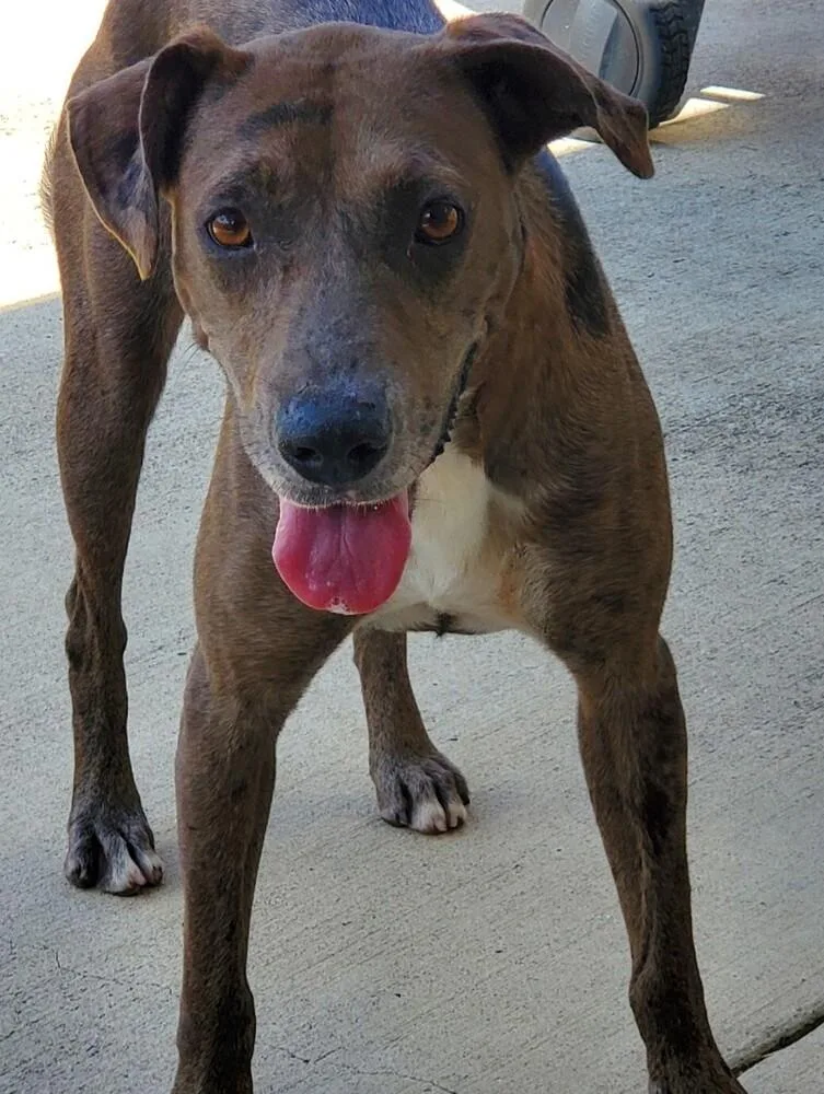 An adult large-sized female Brindle Catahoula Leopard Dog dog named Lydia Lu for adoption in Harlingen, TX