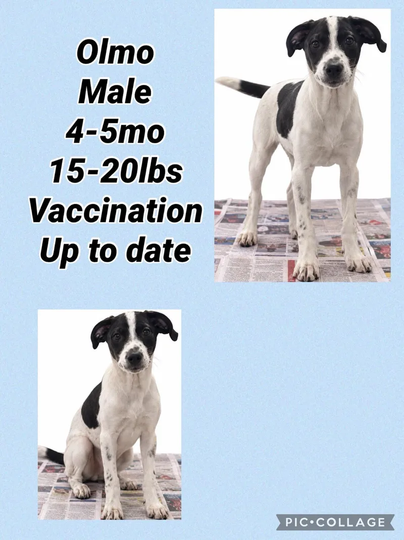A young medium-sized male Pointer dog named Olmo for adoption in Virginia Beach, VA