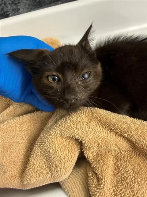 A baby small-sized female Black Domestic Short Hair cat named Eleanor for adoption in Woodland, CA