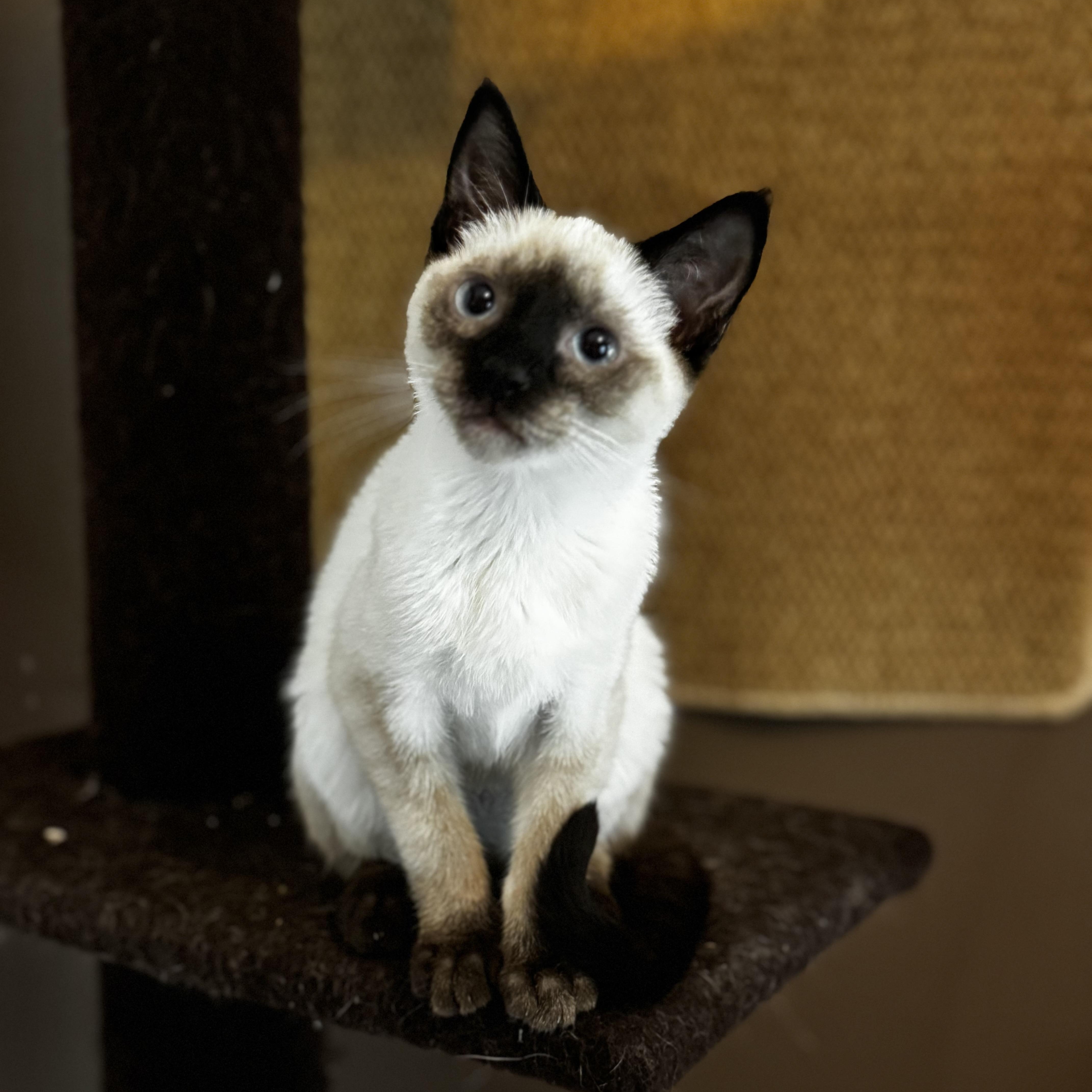 A baby medium-sized female Chocolate Point Domestic Short Hair cat named Josie for adoption in MABLETON, GA