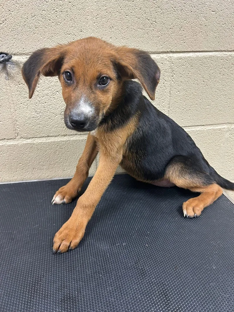 A baby medium-sized female Black Shepherd dog named Dolly for adoption in Lebanon, TN