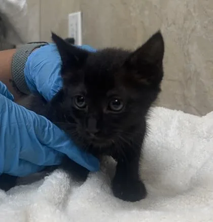 A baby small-sized female Domestic Short Hair cat named Shakira for adoption in Honolulu, HI