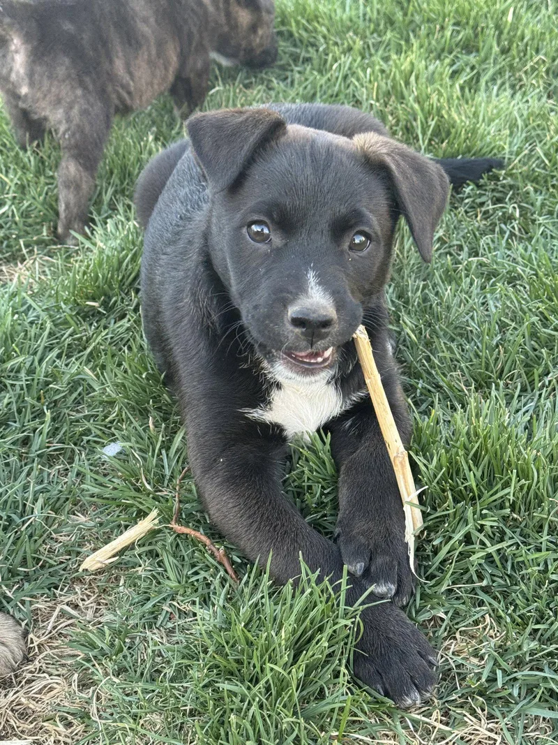 Sir Waylon Of The thumbnail 2