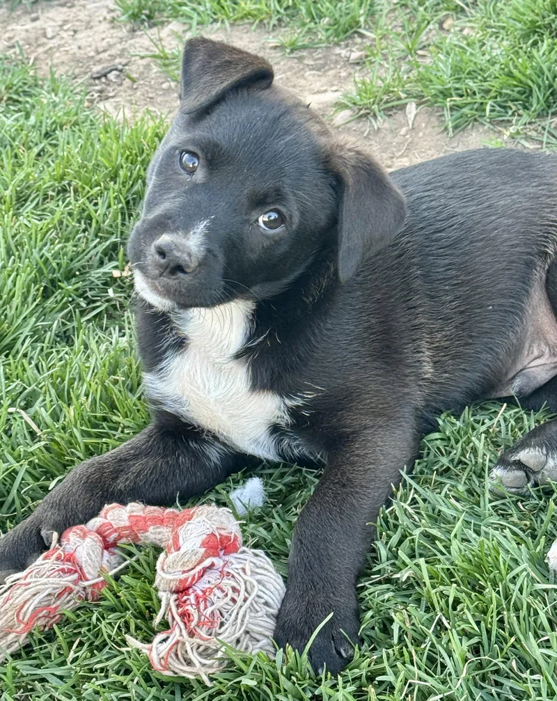 Sir Waylon Of The thumbnail 3