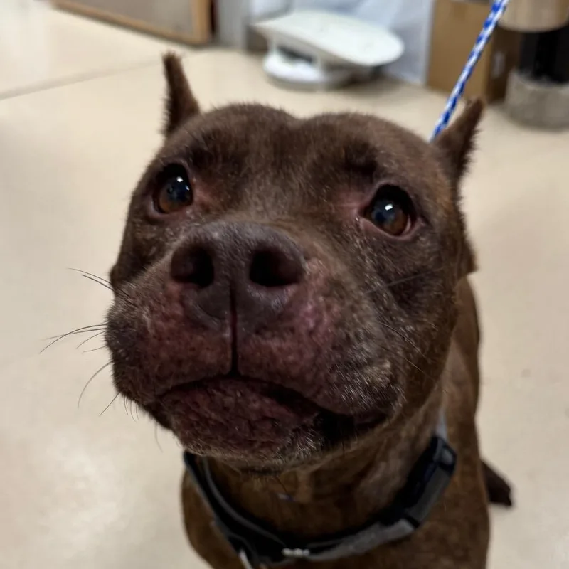 A senior large-sized female Brown / Chocolate Pit Bull Terrier dog named Laurel for adoption in Austin, TX