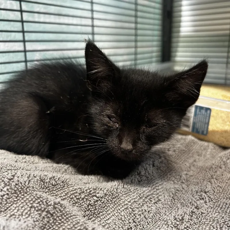 A baby small-sized male Black Domestic Short Hair cat named Kion for adoption in Upland, CA