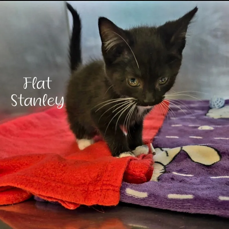 Flat Stanley