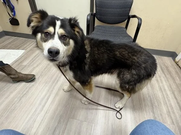 An adult large-sized male Australian Shepherd dog named Brown for adoption in Oceanside, CA