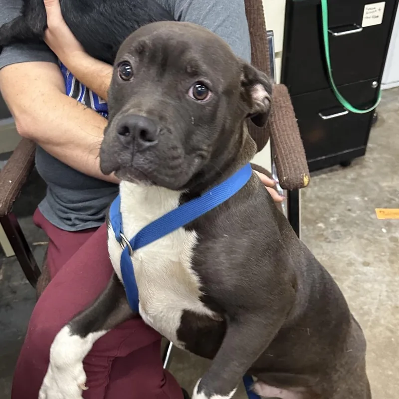 A young medium-sized male Mixed Breed dog named Capone for adoption in Corbin, KY