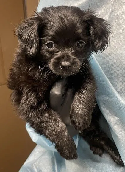 A baby small-sized male Mixed Breed dog named Cowabunga for adoption in Eugene, OR