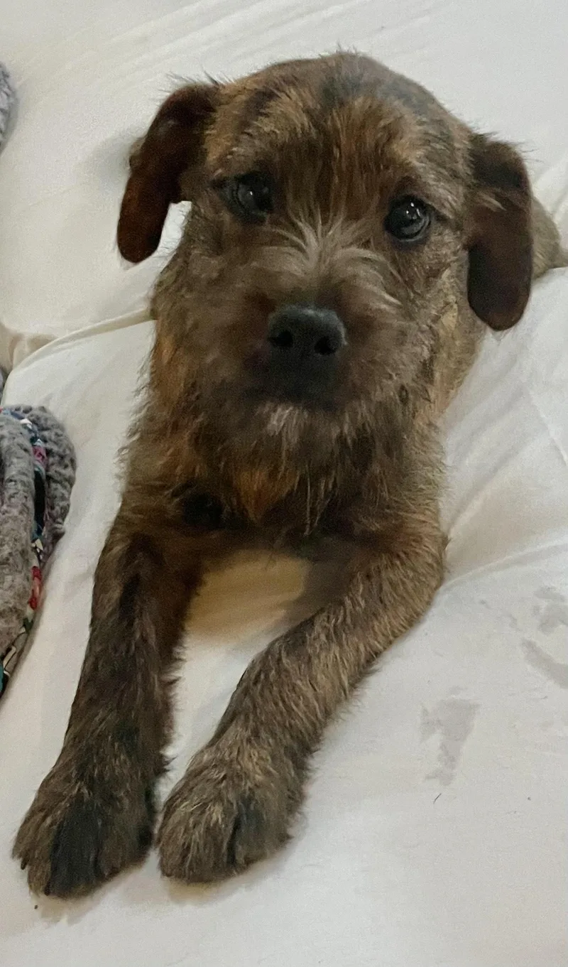 A young medium-sized female Brindle Terrier dog named Estelle for adoption in MORAVIAN FALLS, NC
