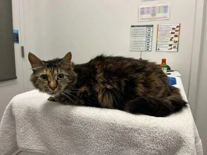 An adult medium-sized female Brown / Chocolate Domestic Medium Hair cat named Hershey for adoption in Kansas City, MO