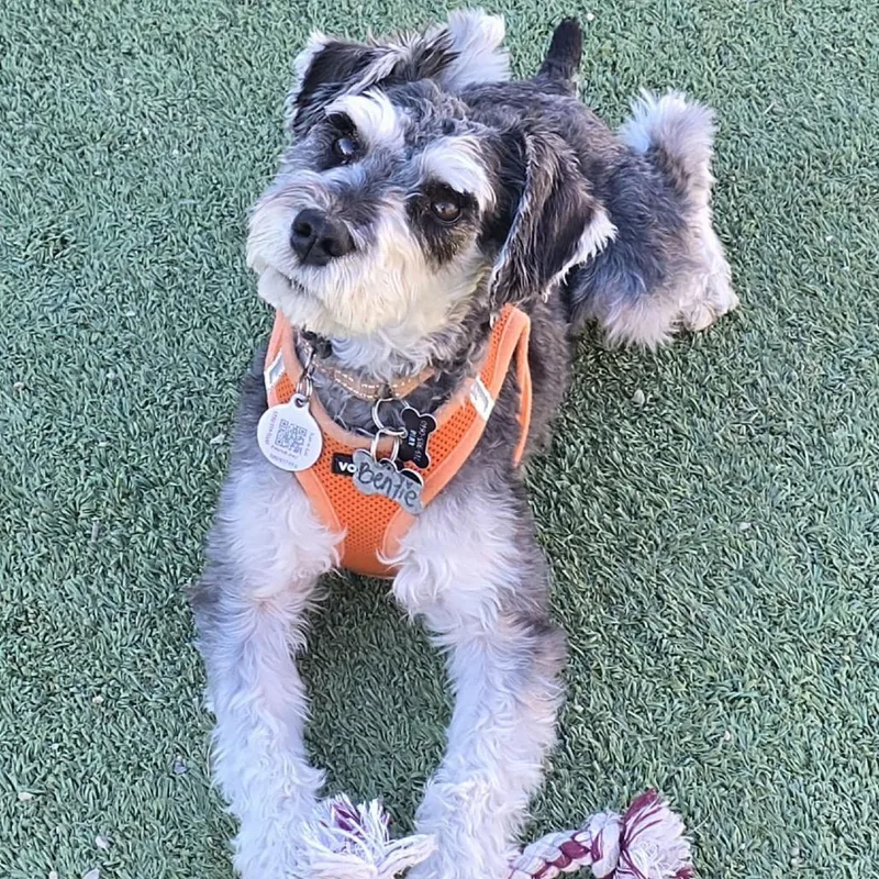 A young small-sized male Gray / Blue / Silver Schnauzer dog named Benjie for adoption in Peyton, CO
