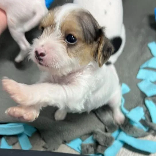 A baby medium-sized male Mixed Breed dog named Balto for adoption in State College, PA